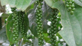 Giá nông sản hôm nay 11/3: Cà phê giữ ổn định, hồ tiêu điều chỉnh trái chiều