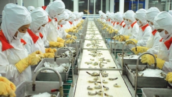 Ngành tôm đang gặp nhiều khó khăn