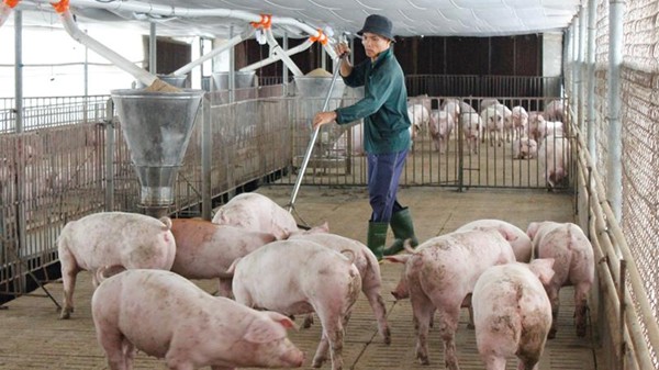 Giá heo hơi hôm nay 12/3: Tăng rải rác ở một vài nơi