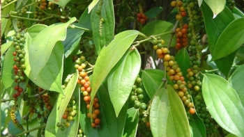 Giá nông sản hôm nay 12/3: Cà phê quay đầu giảm, hồ tiêu chưa có điều chỉnh