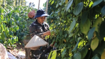 Hạt tiêu chính thức bước vào chu kỳ tăng giá mới