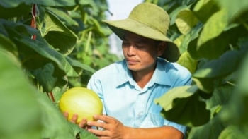 Dưa vàng Đồng Quê