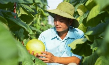 Dưa vàng Đồng Quê