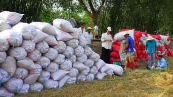 Ngân hàng Nhà nước yêu cầu đẩy mạnh cho vay thu mua, kinh doanh lúa, gạo