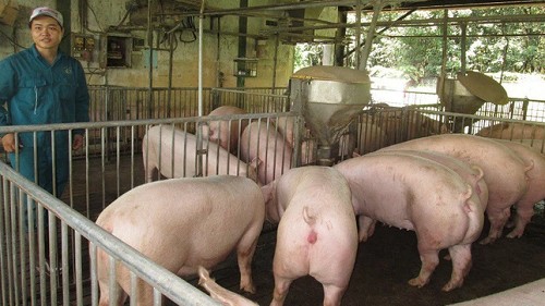 Giá heo hơi hôm nay 13/3: Tiếp đà tăng cao nhất 2.000 đồng/kg