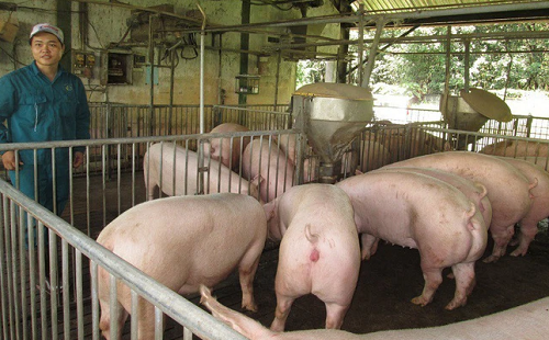 Giá heo hơi hôm nay 13/3: Tiếp đà tăng cao nhất 2.000 đồng/kg