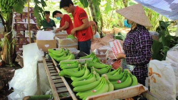 Năm 2024, xuất khẩu chuối sang Trung Quốc có thể đạt 200 triệu USD