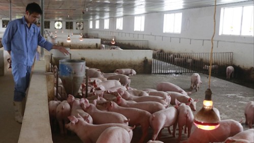 Giá heo hơi hôm nay 14/3: Quay trở lại mốc 60.000 đồng/kg