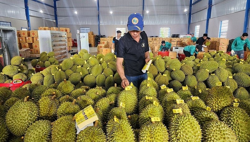 Nhiều cơ hội cho xuất khẩu rau quả