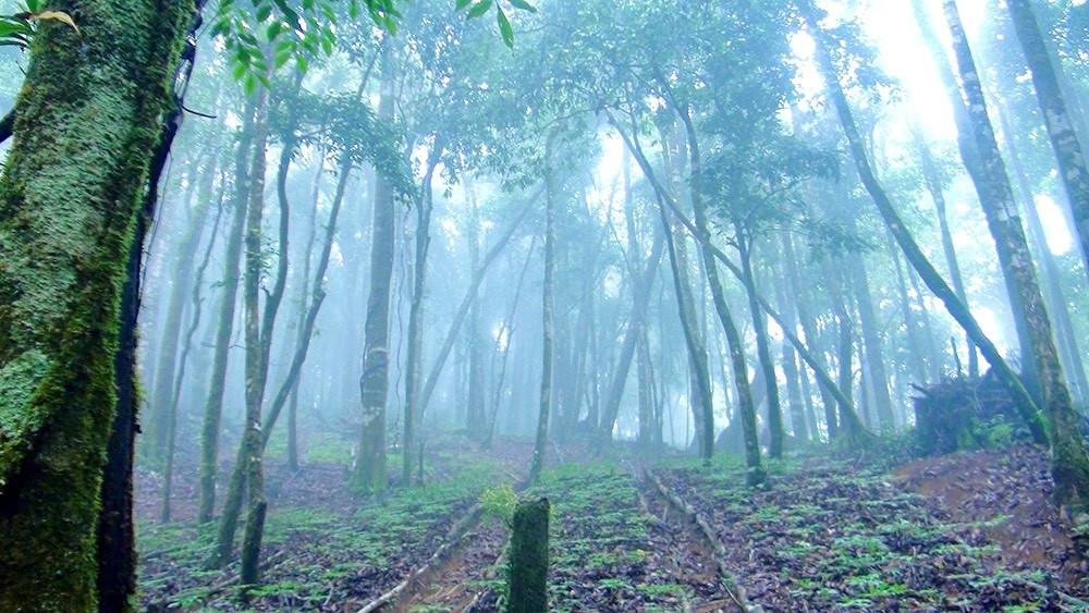 Sâm Ngọc Linh trồng dưới tán rừng sản xuất, diện tích trồng sâm sẽ được cung cấp mã vùng trồng và chỉ dẫn địa lý 100%. 