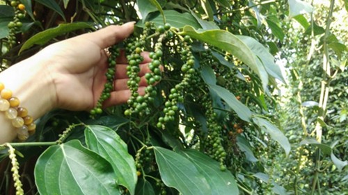 Giá nông sản hôm nay 15/3: Cà phê đảo chiều tăng, hồ tiêu quay đầu giảm