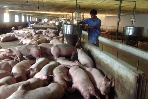 Giá heo hơi hôm nay 15/3: Tăng trưởng tốt ở khu vực phía Nam