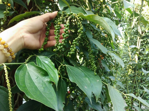 Giá nông sản hôm nay 15/3: Cà phê đảo chiều tăng, hồ tiêu quay đầu giảm