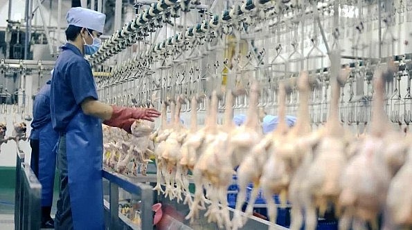 Các hội, hiệp hội kiến nghị không tính thuế giá trị gia tăng với các sản phẩm chăn nuôi đang ở dạng sơ chế bảo quản. Ảnh: HT. Các hội, hiệp hội kiến nghị không tính thuế giá trị gia tăng với các sản phẩm chăn nuôi đang ở dạng sơ chế bảo quản. Ảnh: HT.