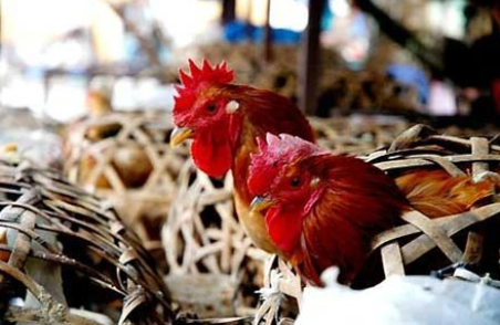 Quy định về nhập khẩu sản phẩm chăn nuôi còn nhiều lỗ hổng, 4 hiệp hội kiến nghị tăng cường kiểm soát