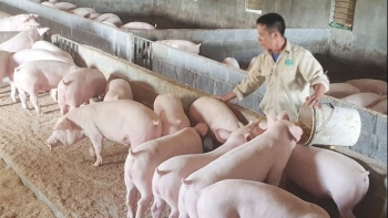 Giá heo hơi hôm nay 16/3: Tiếp đà tăng cao nhất 3.000 đồng/kg