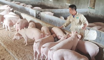 Giá heo hơi hôm nay 16/3: Tiếp đà tăng cao nhất 3.000 đồng/kg