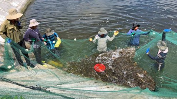 Hội chợ triển lãm quốc tế VietShrimp 2024: Mở rộng kinh doanh trong ngành Thủy sản