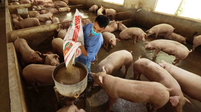 Giá heo hơi hôm nay 17/3: Thị trường duy trì đà tăng trong tuần tới?