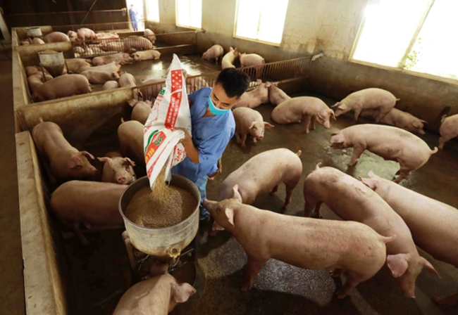 Giá heo hơi hôm nay 17/3: Thị trường duy trì đà tăng trong tuần tới?