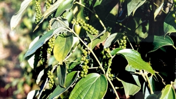 Giá nông sản hôm nay 17/3: Cà phê tiếp đà tăng, hồ tiêu tăng nhẹ một vài nơi