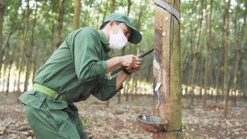 Dự báo giá cao su tăng từ 10 – 20% do  thiếu hụt nguồn cung