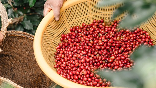 Giá nông sản hôm nay 18/3: Cà phê không có thay đổi, hồ tiêu tiếp đà tăng