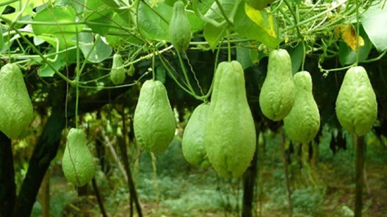 Loại quả ngon lại lợi cho sức khỏe nhưng bị ghét vì nhựa vào tay khó rửa sạch