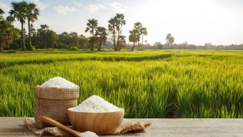Giá gạo xuất khẩu chấm dứt chuỗi đà giảm
