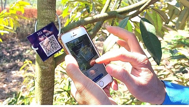 Đoàn viên quét mã QR trên cây sầu riêng. Ảnh Nguyễn Thảo.