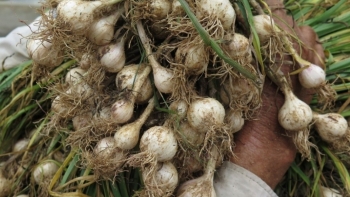 Tỏi Lý Sơn liên tục mất giá: Giải bài toán tiêu thụ nông sản bằng cách nào?