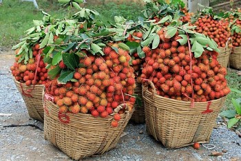 Doanh nghiệp nên làm gì để xuất khẩu nông sản vào ASEAN đạt tỷ USD?