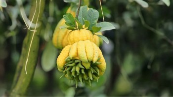 Quả phật thủ - "Bàn tay Phật" mang đến sức khỏe vàng