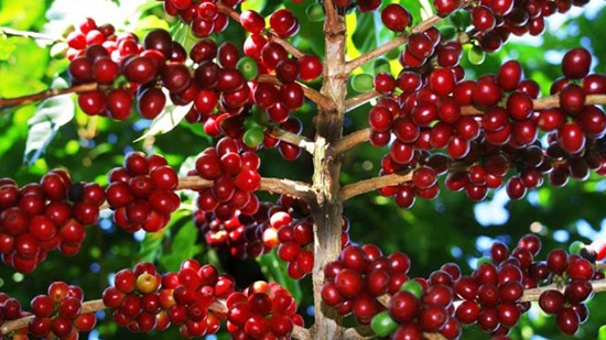 Giá nông sản hôm nay 19/3: Cà phê đảo chiều tăng, hồ tiêu giữ ổn định