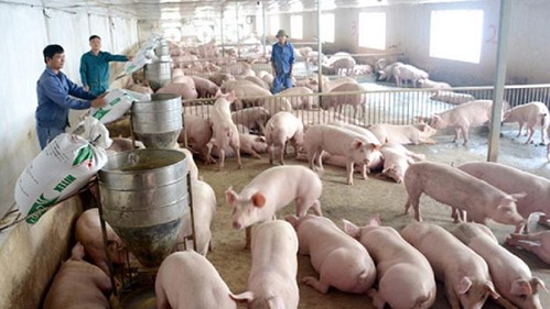 Giá heo hơi hôm nay 20/3: Tăng tại nhiều địa phương ở cả ba miền