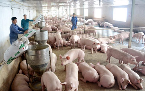 Giá heo hơi hôm nay 20/3: Tăng tại nhiều địa phương ở cả ba miền