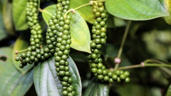 Mừng - lo khi nông sản đua nhau tăng giá