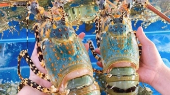 Trung Quốc mạnh tay gom tôm hùm, xuất khẩu vọt tăng gấp gần 19 lần