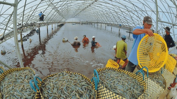 Quảng bá tiềm năng, thế mạnh, thương hiệu tôm Việt Nam