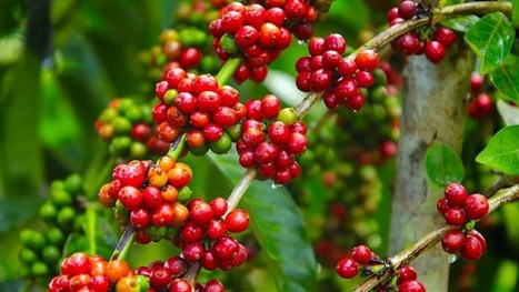 Giá nông sản hôm nay 21/3: Cà phê quay đầu giảm, hồ tiêu đảo chiều tăng