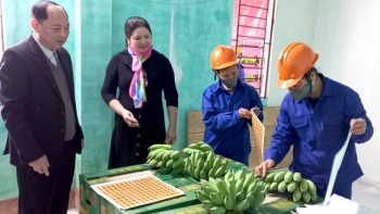 Nâng cao năng suất, chất lượng sản phẩm chuối Phú Thọ