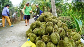 Giá sầu riêng nghịch vụ tăng mạnh