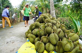 Giá sầu riêng nghịch vụ tăng mạnh