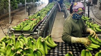 Ngành rau quả có nhiều triển vọng tăng trưởng trong thời gian tới