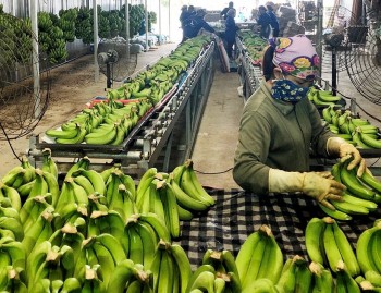 Ngành rau quả có nhiều triển vọng tăng trưởng trong thời gian tới