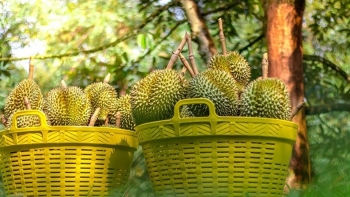 30 lô sầu riêng Việt Nam xuất khẩu bị cảnh báo: Cần làm gì để trái sầu riêng tạo thị trường bền vững?