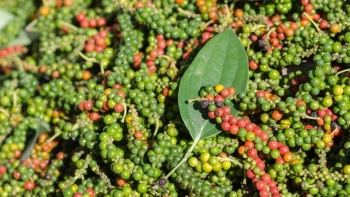 Giá nông sản hôm nay 22/3: Cà phê đảo chiều tăng, hồ tiêu quay đầu giảm