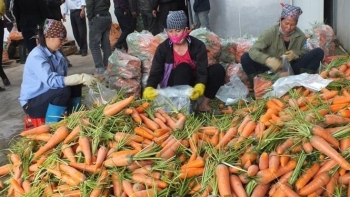 Cà rốt Hải Dương được sản xuất theo tiêu chuẩn VietGap và GlobalGap
