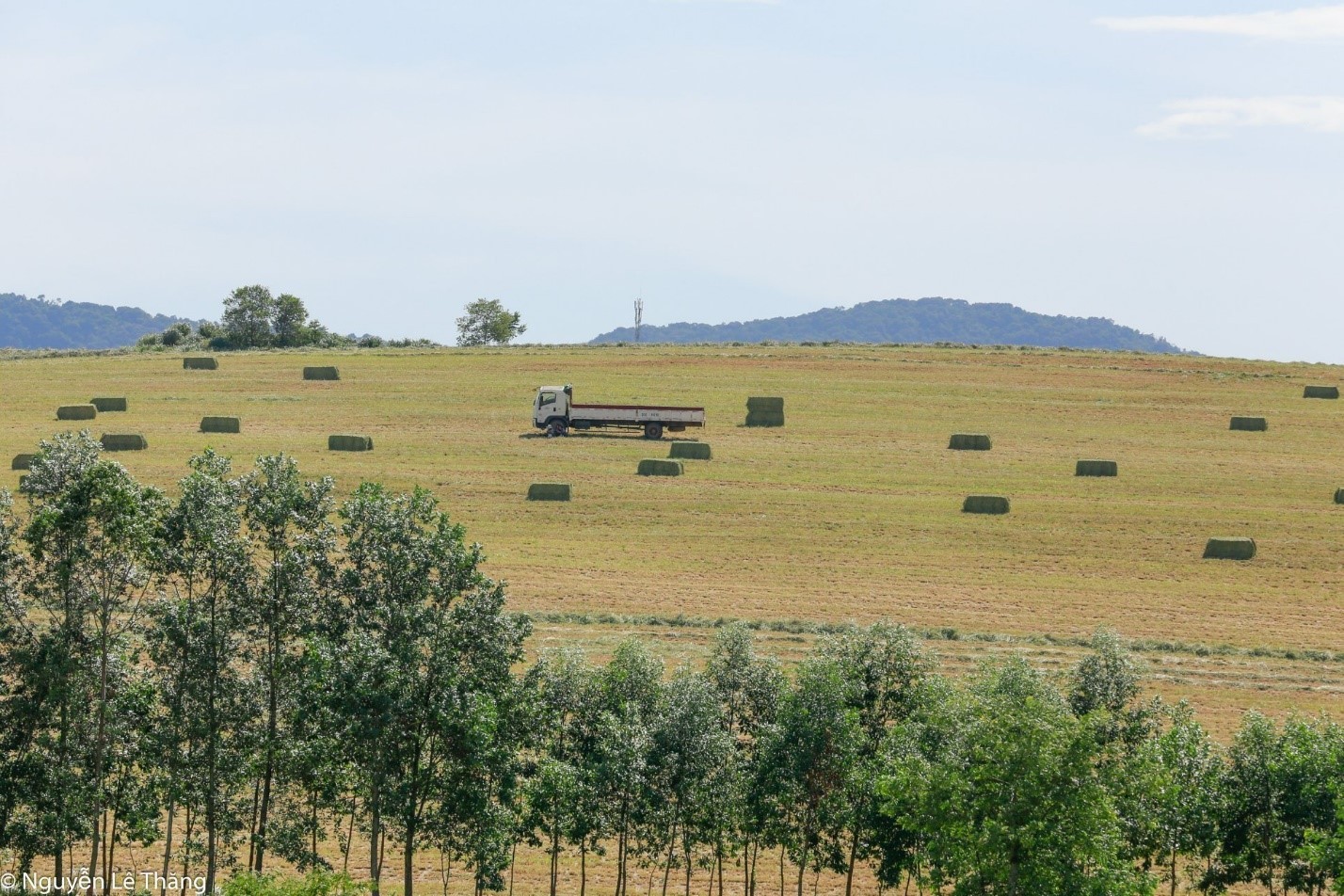 Đồng cỏ rộng hàng ngàn ha mãn nhãn ở Nghệ An “đốn tim” du khách