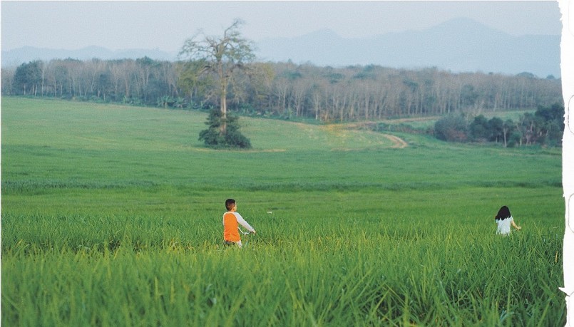 Đồng cỏ rộng hàng ngàn ha mãn nhãn ở Nghệ An “đốn tim” du khách